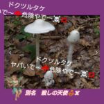 🍄アウトドア🏞️🏕️キャンプやバーベキュー流行ってますよね。